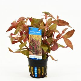 Alternanthera Rosaefolia 3,75 €