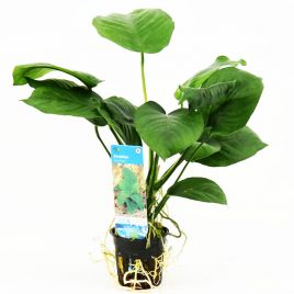 Anubias Barteri 6,50 €