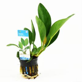 Anubias Congensis 6,50 €