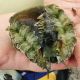 Abalone (Haliotis asinina) lot de 2