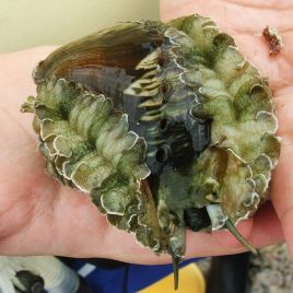 Abalone (Haliotis asinina) lot de 2