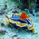 Chromodoris sp - limace colorée 2-3cm 17,90 €