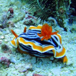 Chromodoris sp - limace colorée 2-3cm