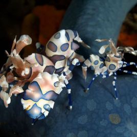 Hymenocera elegans - Crevette arlequin (le couple)