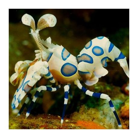 Hymenocera elegans - Crevette arlequin 2-3 cm