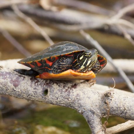 Pseudemys Nelsoni - Pseudémyde à ventre rouge  19,50 €