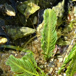 Caulerpa Sertularioides en bouquet