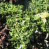 Caulerpa racemosa - algues raisins (la poignée)