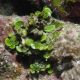 Halimeda opuntia - algues calcaires vertes  cm