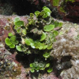 Halimeda opuntia - algues calcaires vertes  6-9 cm