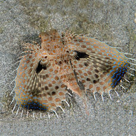 Dactyloptena orientalis - Grondin volant oriental 5-7cm 89,50 €