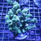 Acropora Millepora vert 7-10 cm 69,50 €