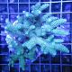 Acropora Millepora vert 7-10 cm 69,50 €