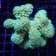 Pocillopora damicornis vert 7-10 cm 49,50 €