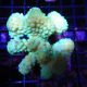 Pocillopora damicornis vert 7-10 cm 49,50 €
