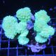 Pocillopora damicornis vert 7-10 cm 49,50 €