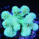 Pocillopora damicornis vert 7-10 cm 49,50 €