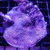 Montipora sp.polypes bleus
