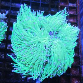 Euphyllia glabrescens vert à pointes blanches 