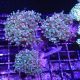 Euphyllia paradivisa vert a pointes mauves (1 polype) 37,50 €