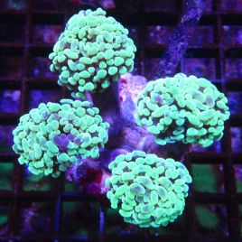 Euphyllia parancora vert fluo 4-6 polypes