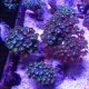 Alveopora spongiosa vert branchu 