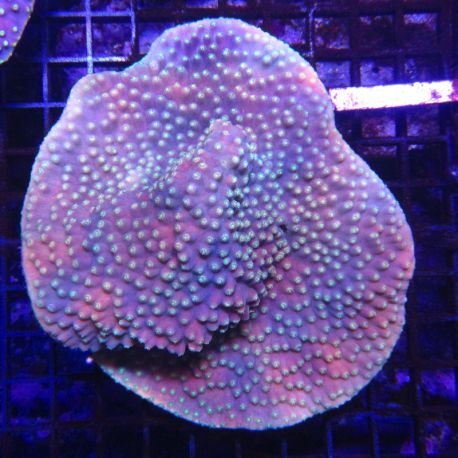 Turbinaria reniformis mauve a polypes jaunes 10 cm