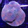 Turbinaria reniformis mauve a polypes jaunes 10 cm