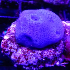 Bouture eponge bleue (Haliclona)