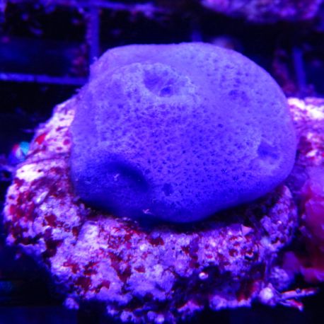 Bouture eponge bleue (Haliclona)