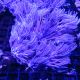 Anthellia longs polypes 7-10 cm 39,50 €