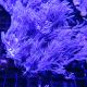 Anthellia longs polypes 7-10 cm 39,50 €