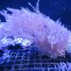 Anthellia longs polypes 7-10 cm 39,50 €