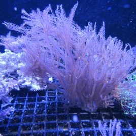 Anthellia longs polypes 7-10 cm