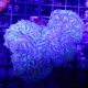 Euphyllia ancora bicolor 10 cm 119,00 €