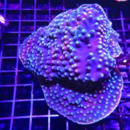 Turbinaria reniformis mauve a polypes jaunes 10 cm 69,00 €