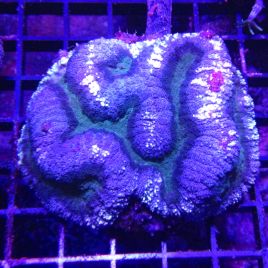 Symphyllia bicolor vert et mauve 10-12 cm