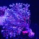 Anthogorgia sp blue sea fan - Acalycigorgia - Gorgone rouge et bleue 12-15 cm