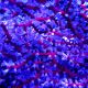 Anthogorgia sp blue sea fan - Acalycigorgia - Gorgone rouge et bleue 12-15 cm