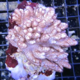 Sinularia Brassica 5-8 cm 39,50 €