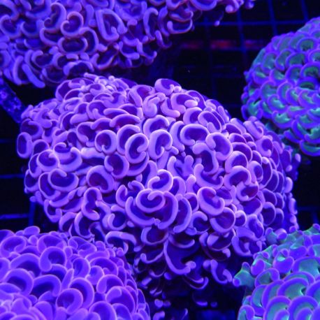 Euphyllia Ancora Orange Select taille 12-14 cm