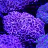 Euphyllia Ancora Orange Select taille 12-14 cm