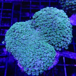 Alveopora vert petits polypes 6-8 cm