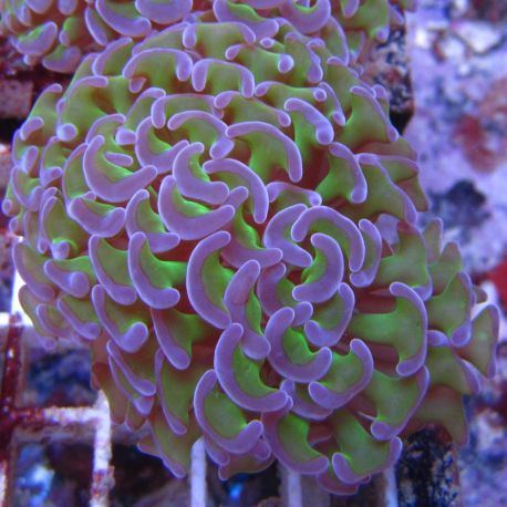 Bouture Euphyllia Ancora vert à pointes mauves