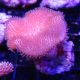 Bouture Sarcophyton petits polypes 2-3 cm