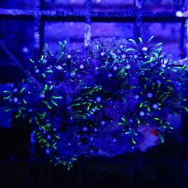 Bouture Pachyclavularia coeur blanc 2-3 cm