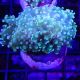 Bouture Euphyllia Paradivisa vert 69,50 €