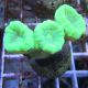 Bouture Caulastreas vert fluo 3-4 polypes 19,50 €