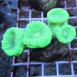 Bouture Caulastreas vert fluo 3-4 polypes