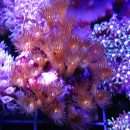 Bouture parazoanthus axinellae